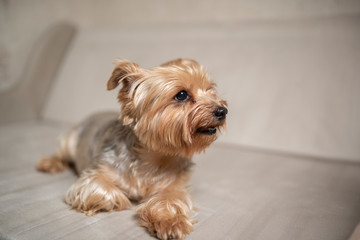 Portrait of the Yorkshire Terrier in the studio. Photographed close-up.