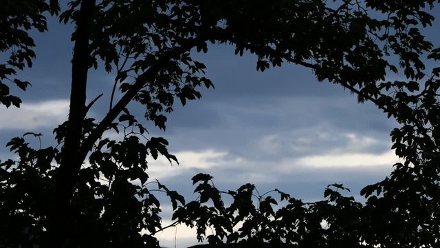 timelapse of dark clouds in the evening sky in the middle of a frame of trees and leaves