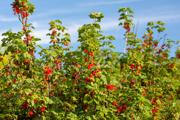 Fototapeta na wymiar ripening red currants with blue sky