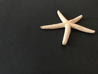 background for a postcard with a white starfish