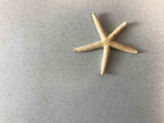 Fototapeta na wymiar background for a postcard with a white starfish