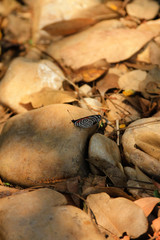 tropical fruit and vegetables