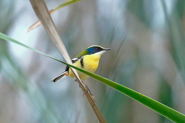 MANY-COLORED RUSH TYRANT (Tachuris rubrigastra), a beautiful specimen of the seven colors, perched on some reeds inside the wetland. Lima Peru