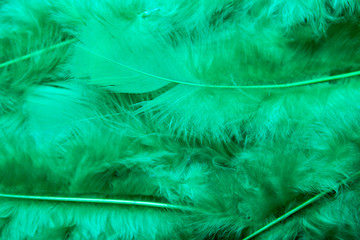 green soft bird feather background 