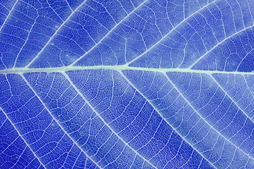 Macro leaf texture. Abstract Nature background. Saturated blue color.
