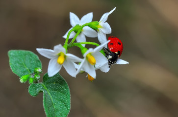 Beautiful ladybug on leaf defocused background