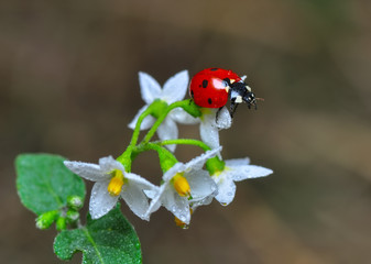 Beautiful ladybug on leaf defocused background