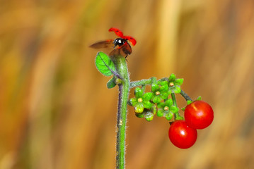 Beautiful ladybug on leaf defocused background
