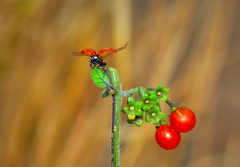 Beautiful ladybug on leaf defocused background