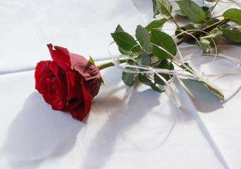 Beautiful flower - Rose