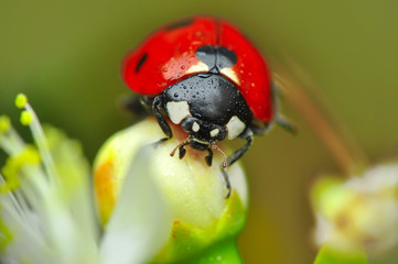 Beautiful ladybug on leaf defocused background