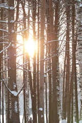 Obraz premium The sun illuminates snowy trees, magical winter mood