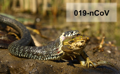 Coronavirus source sample with a snake eating a frog