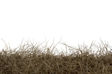 Dry grass isolated on white background.dry grass field with clipping path.
