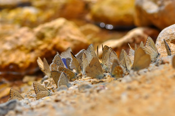 Closeup beautiful butterfly sitting on the flower.