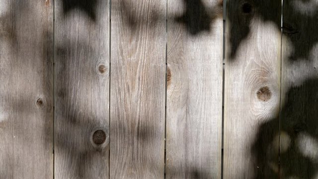 A weathered garden cedar fence background with dabbled sunshine shadowed by leaves.