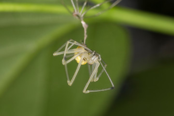 Enoplognatha ovata, spider close up, macro. Little green Common Candy-striped Spider (Enoplognatha ovata). 