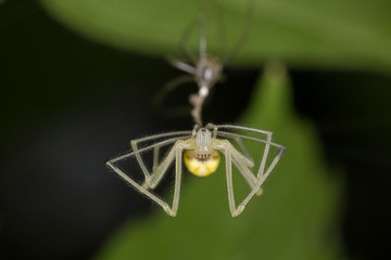 Enoplognatha ovata, spider close up, macro. Little green Common Candy-striped Spider (Enoplognatha ovata). 