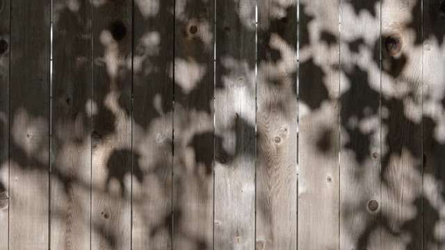 A weathered garden cedar fence background with dabbled sunshine shadowed by leaves.