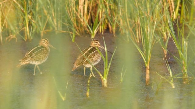 A pair of common snipes, Gallinago gallinago, standing alert and flying away