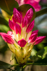 Obraz premium Macro photograph of a flower with pink ends on a sunny day.
