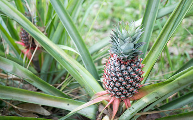 The pineapple on the clump has pink eyes. Pineapple trees grow tropical fruit in the pineapple plantation gardens.