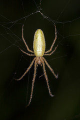 Spider Tetragnatha sp. on the web.