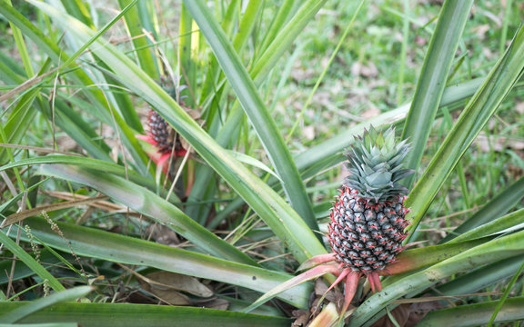 The pineapple on the clump has pink eyes. Pineapple trees grow tropical fruit in the pineapple plantation gardens.