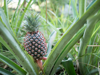 The pineapple on the clump has pink eyes. Pineapple trees grow tropical fruit in the pineapple plantation gardens.