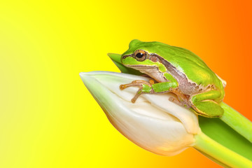 Beautiful Europaean Tree frog Hyla arborea 