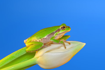 Beautiful Europaean Tree frog Hyla arborea 