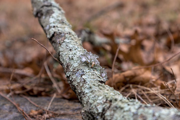 Common Greenshield Lichen growing on an old broken branch, Upstate New York