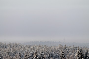 Obraz na płótnie Canvas Winter snowy forest on gray cloudy sky background
