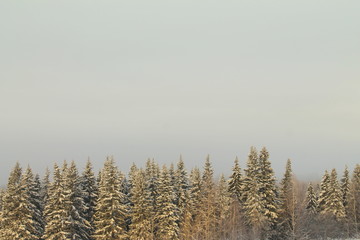 Winter snowy forest on gray cloudy sky background