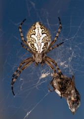 Aculepeira ceropegia, the oak spider. 