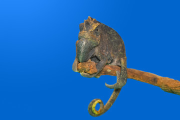 Macro shots, Beautiful nature scene green chameleon 