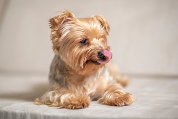 Portrait of Yorkshire Terrier with its tongue hanging out. Photographed close-up.