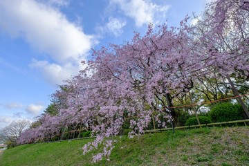 Fototapeta premium 枝垂桜と青空