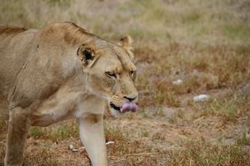 Löwe Afrika Südafrika 
