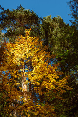 A lone tree with golden autumn leaves,  lit by sunlight, surrounded by tall green coniferous trees.