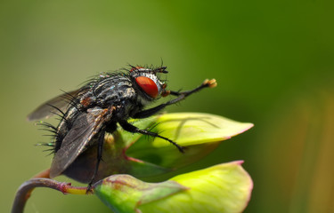 Housefly isolated on green background
