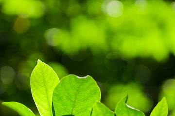 Closeup nature view of green leaf and greenery background