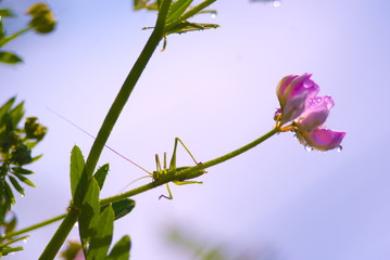 Grasshopper in dream garden, spring blooming flowers on the beautiful field
