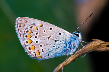 Macro photography of the butterfly in nature