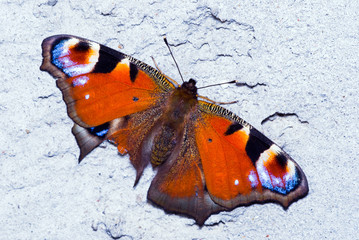Fototapeta na wymiar Macro photography of the butterfly in nature