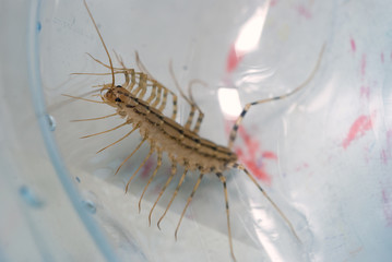 Scolopendra caught in a jar