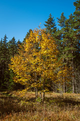 Obraz premium On a sunny autumn day, a lone tree with colorful, yellow, orange, red and brown autumn leaves in a meadow with dry grass against a background of dense green coniferous forest and clear blue sky.