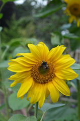 A bumble bee enjoying the spoils of a sunflower