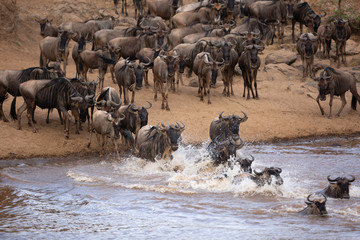 A herd of Wildebeests crossing Mara river, Kenya