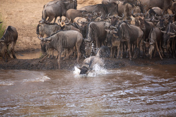 Wildebeests jumping in water to cross the Mara river, Kenya